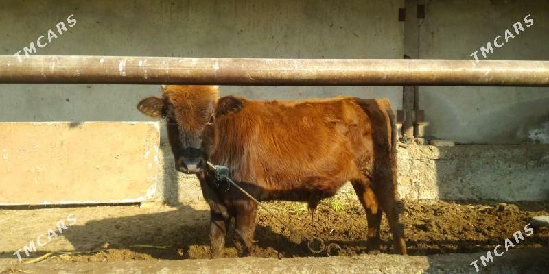 öküz - Туркменабат - img 5