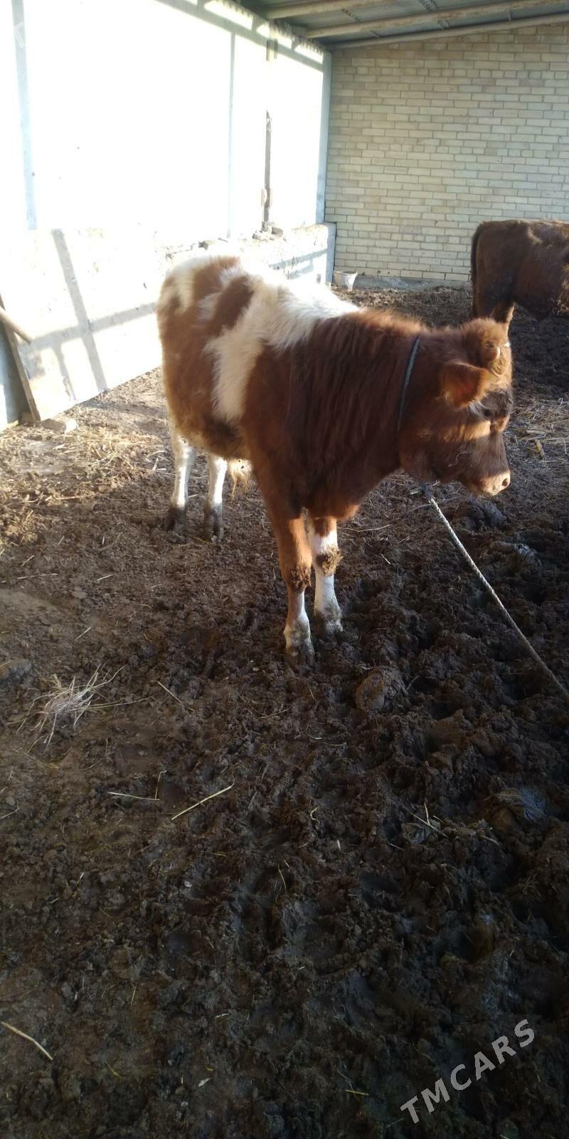 öküz - Туркменабат - img 1