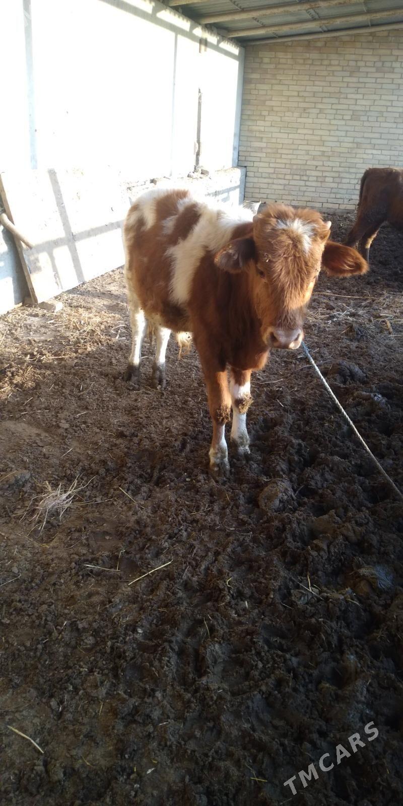 öküz - Туркменабат - img 2