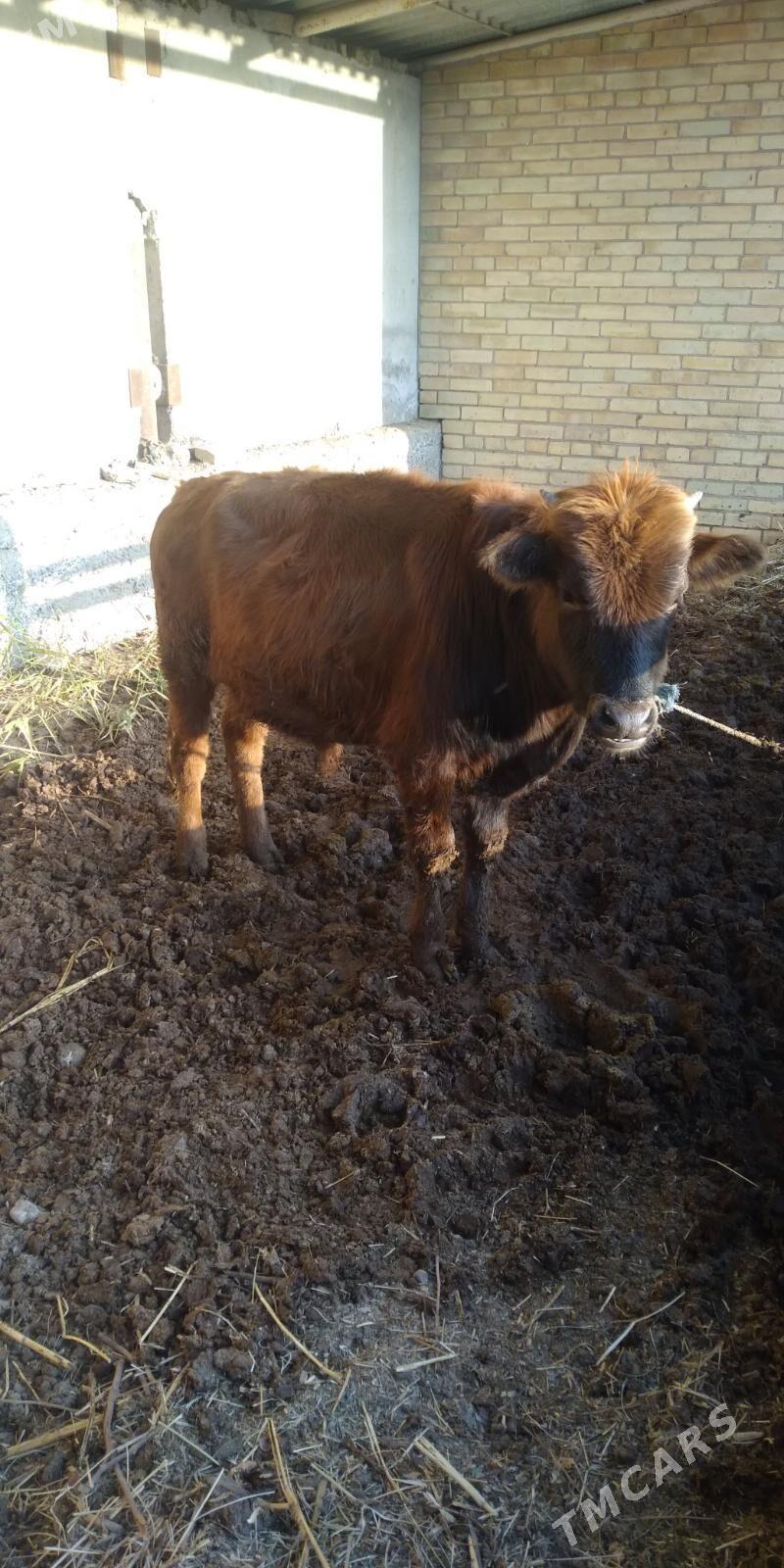 öküz - Туркменабат - img 3