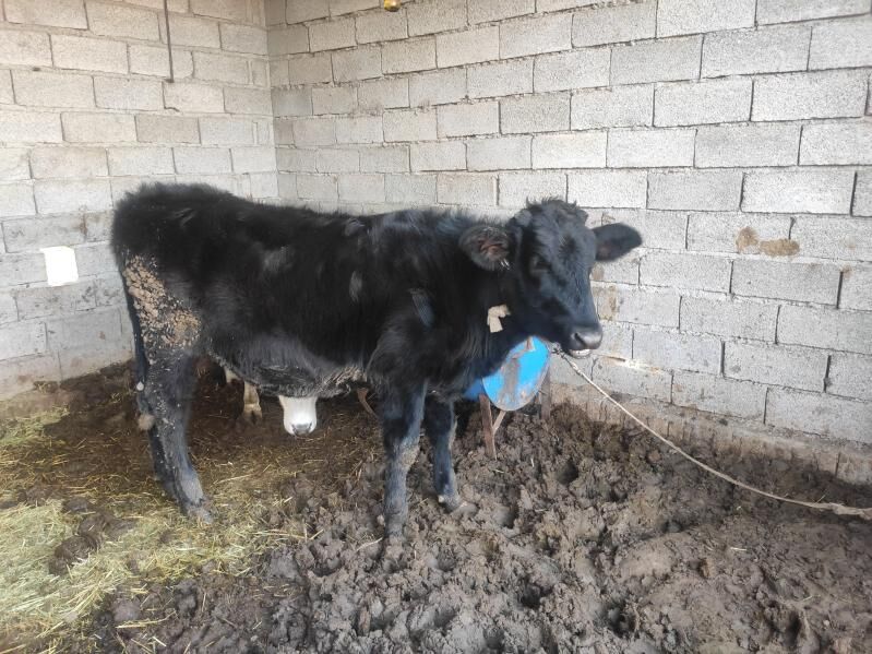 Bakylyan gulajynlar 4sany - Векильбазар - img 6