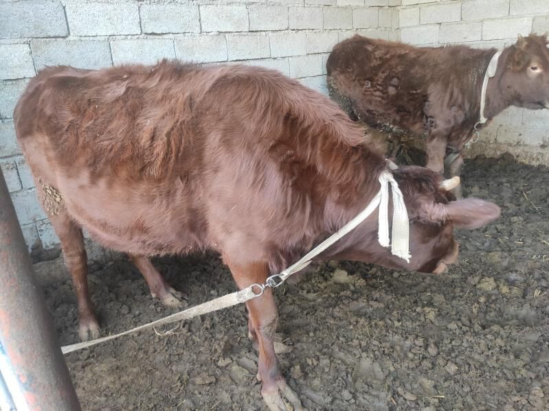 Bakylyan gulajynlar 4sany - Векильбазар - img 5