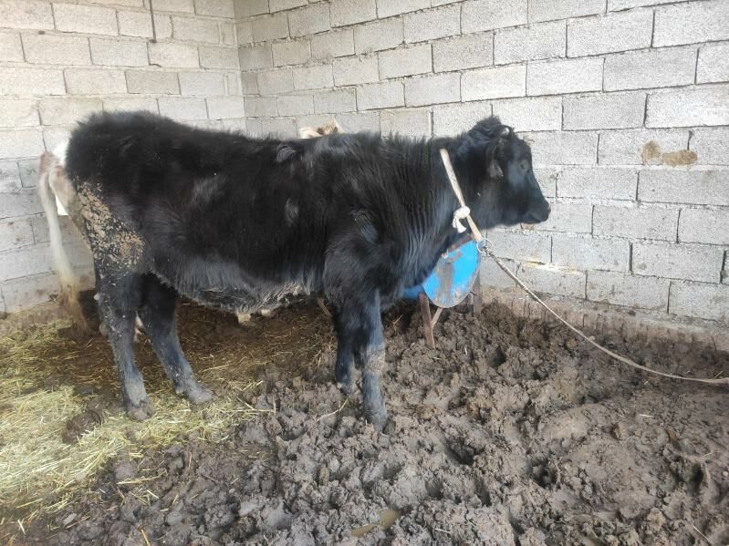 Bakylyan gulajynlar 4sany - Векильбазар - img 7