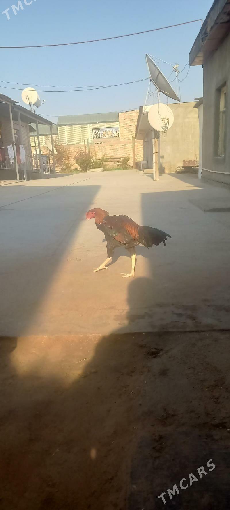 taskent horoz - Aşgabat - img 2