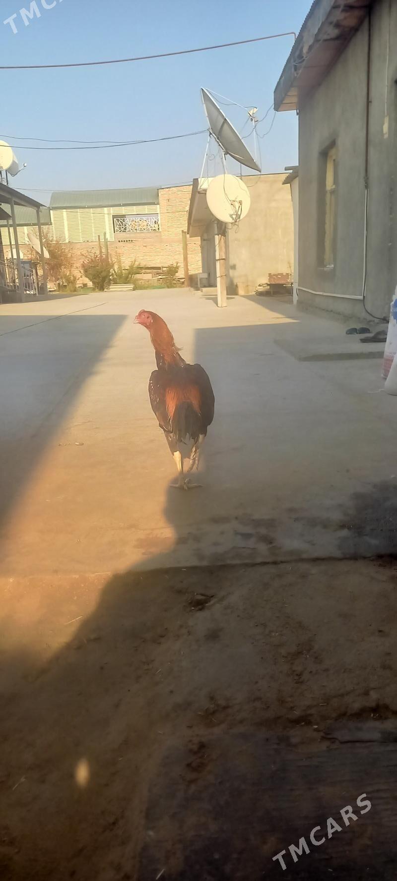 taskent horoz - Ашхабад - img 1