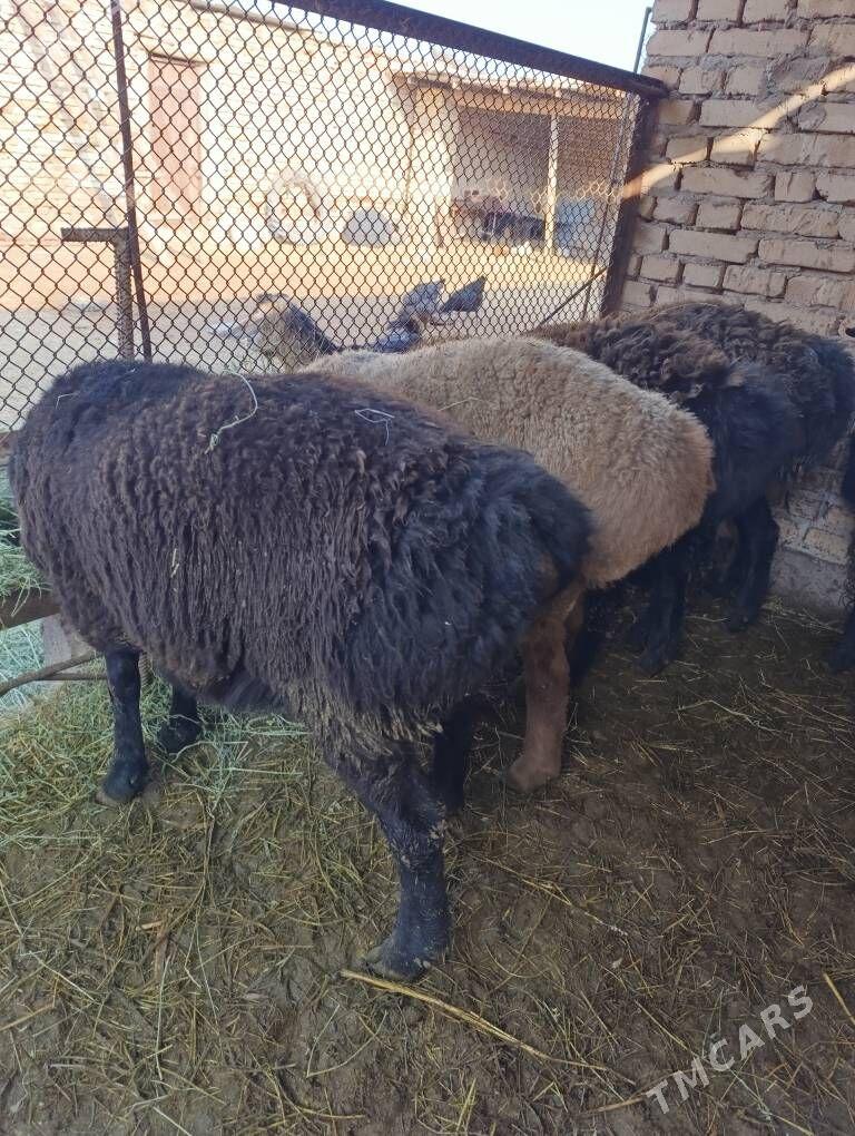 Goc - Сакар - img 1