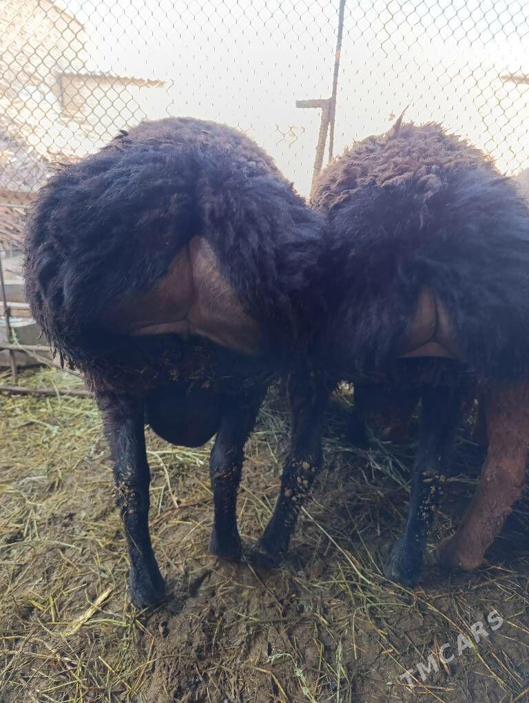 Goc - Сакар - img 6