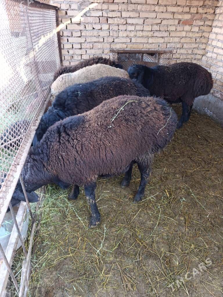 Goc - Сакар - img 4