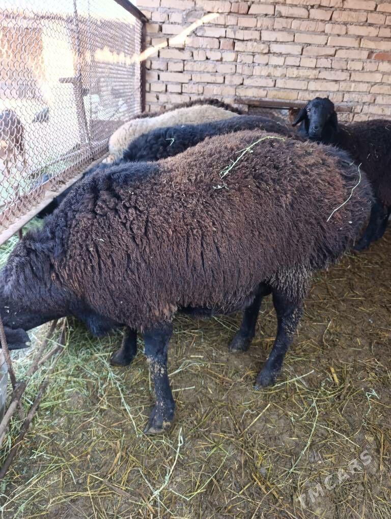 Goc - Сакар - img 3