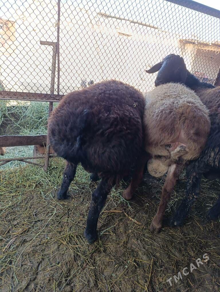 Goc - Сакар - img 5