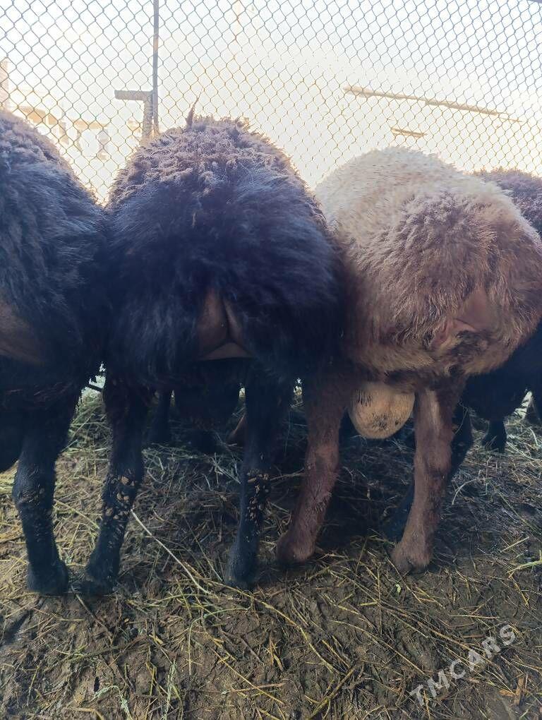 Goc - Сакар - img 7