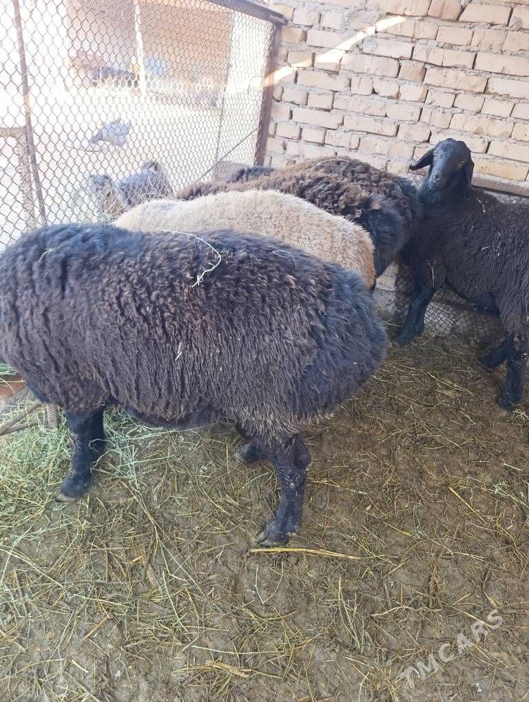 Goc - Сакар - img 2