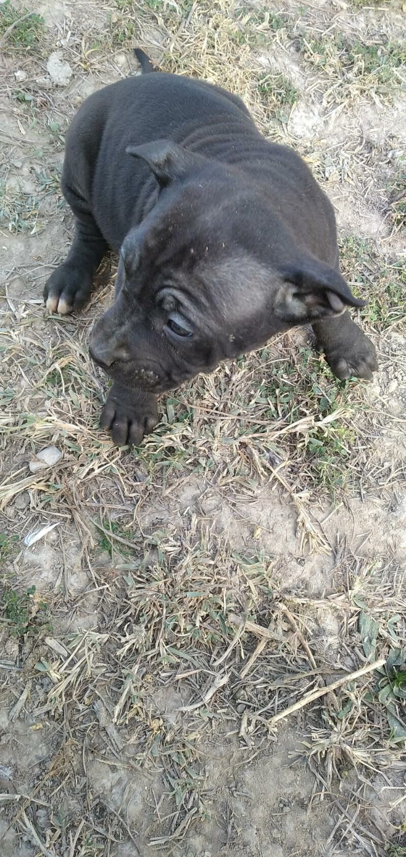 pitbul it - Ашхабад - img 3