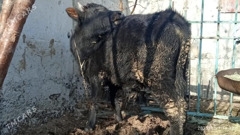 okuz,2sany - Бахарден - img 2