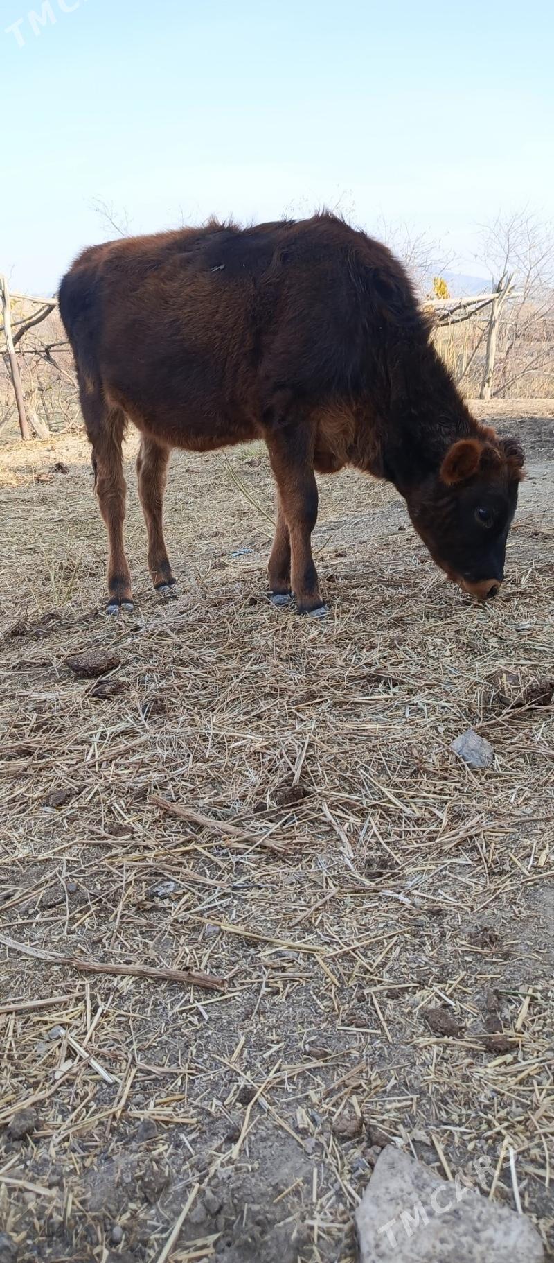 gole - Gyzylarbat - img 1