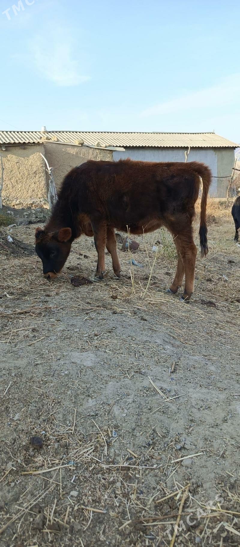 gole - Gyzylarbat - img 3