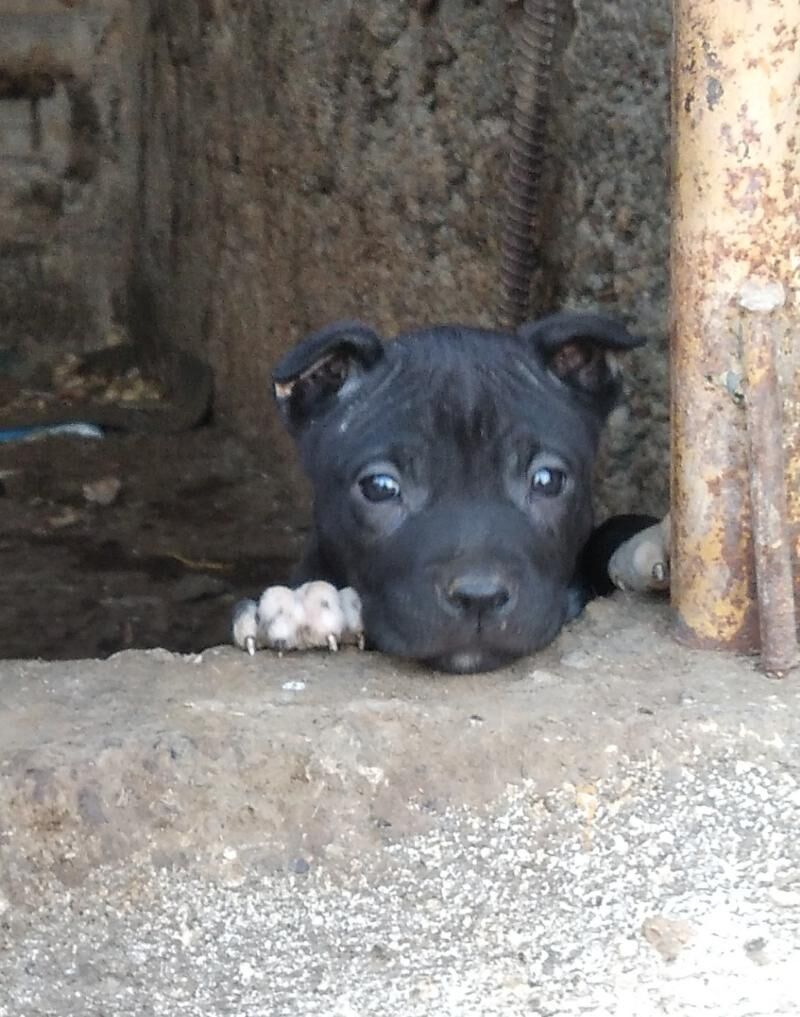 pitbul it - Ашхабад - img 2