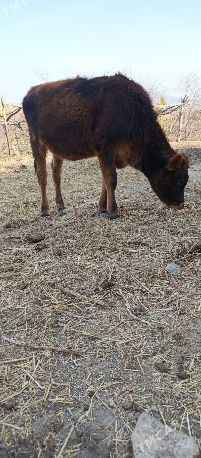 gole - Gyzylarbat - img 2