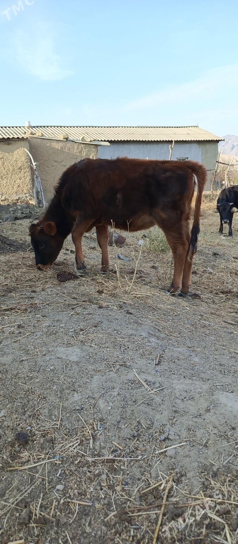 gole - Gyzylarbat - img 4