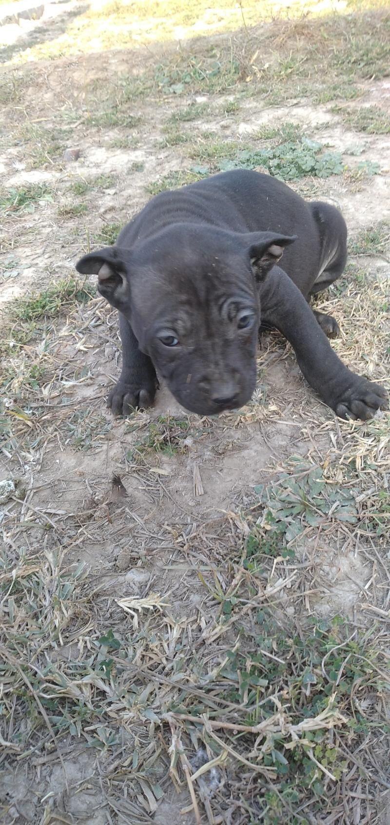 pitbul it - Ашхабад - img 4