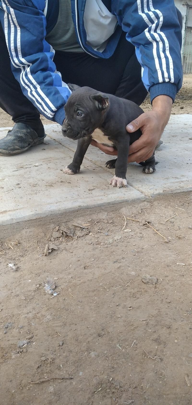 pitbul it - Ашхабад - img 2