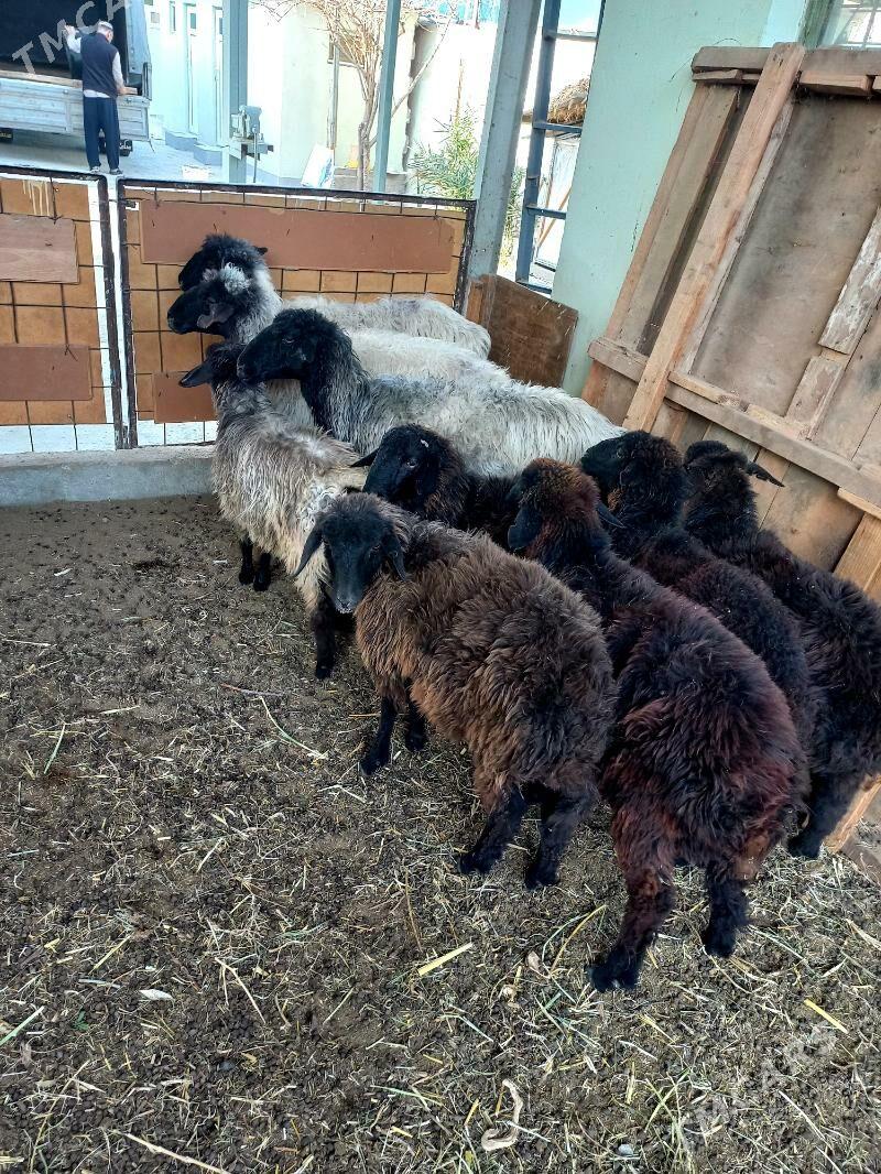 Gysyr Goýun.Garaköl Işşek. - Hitrowka - img 4