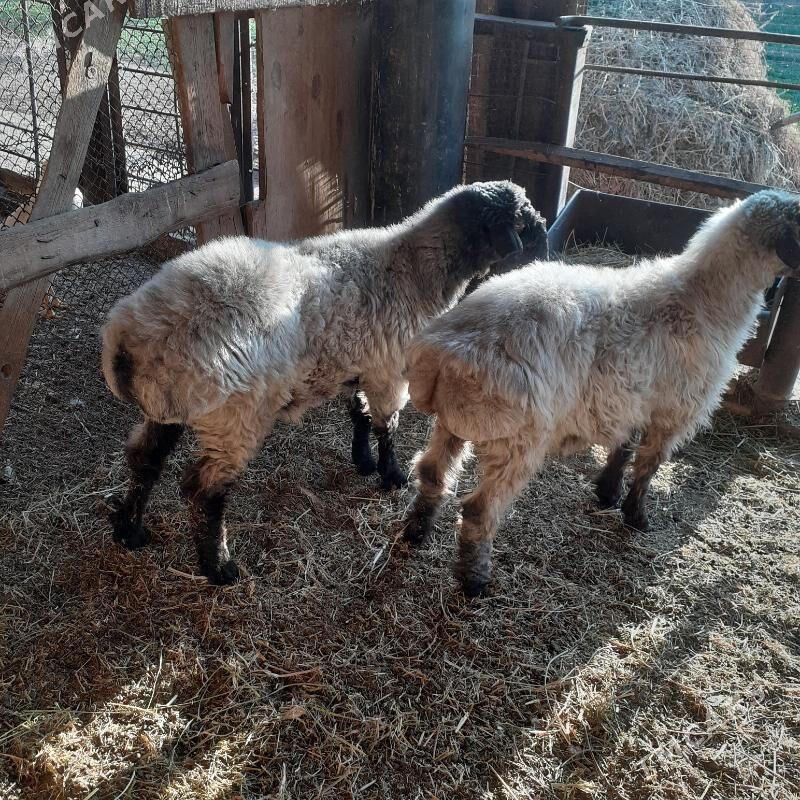 бичиле год 1яашарбичикли - Туркменабат - img 1