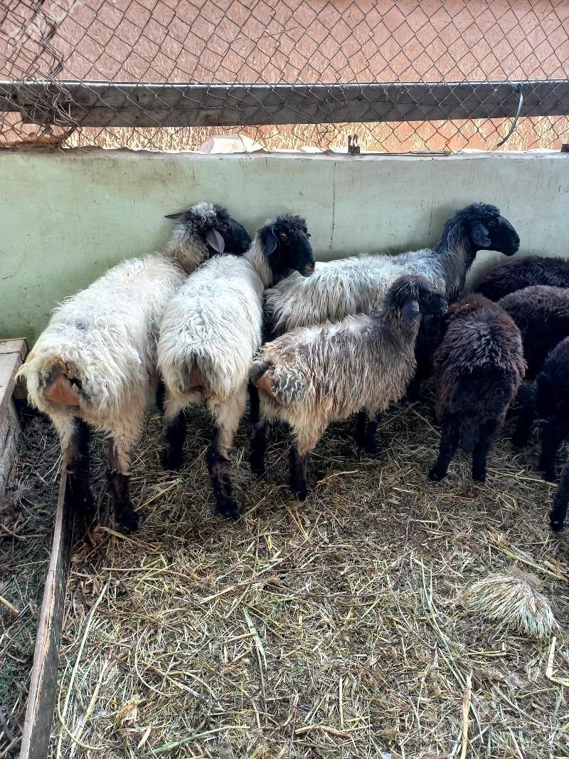 Gysyr Goýun.Garaköl Işşek. - Hitrowka - img 3