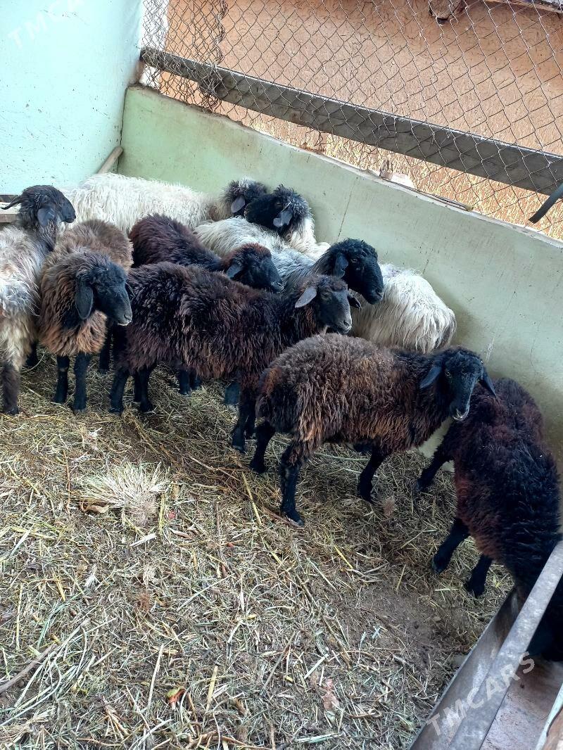 Gysyr Goýun.Garaköl Işşek. - Hitrowka - img 2