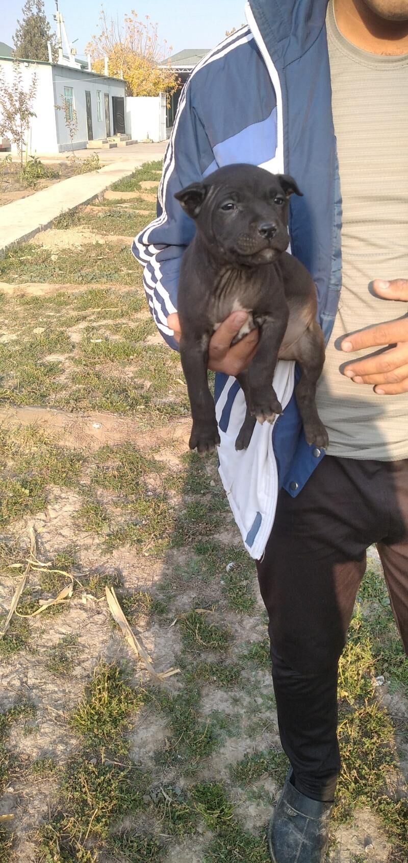 pitbul it - Ашхабад - img 5