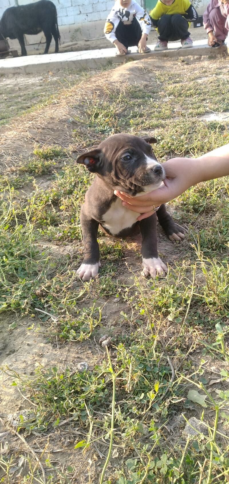 pitbul it - Ашхабад - img 6