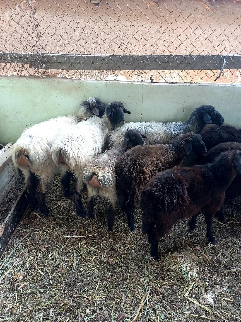 Gysyr Goýun.Garaköl Işşek. - Hitrowka - img 1