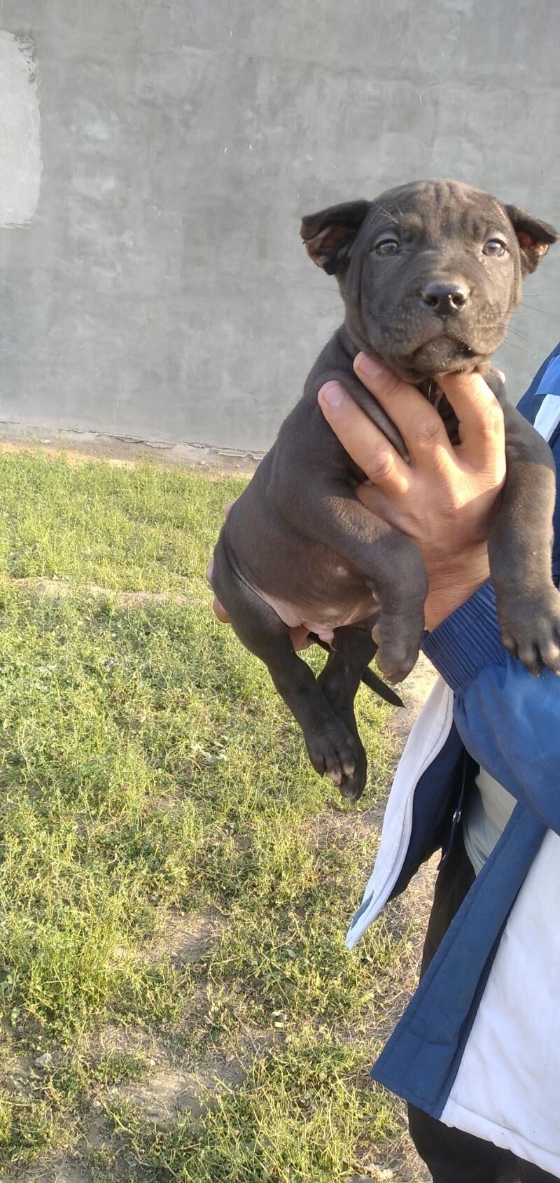 pitbul it - Ашхабад - img 4