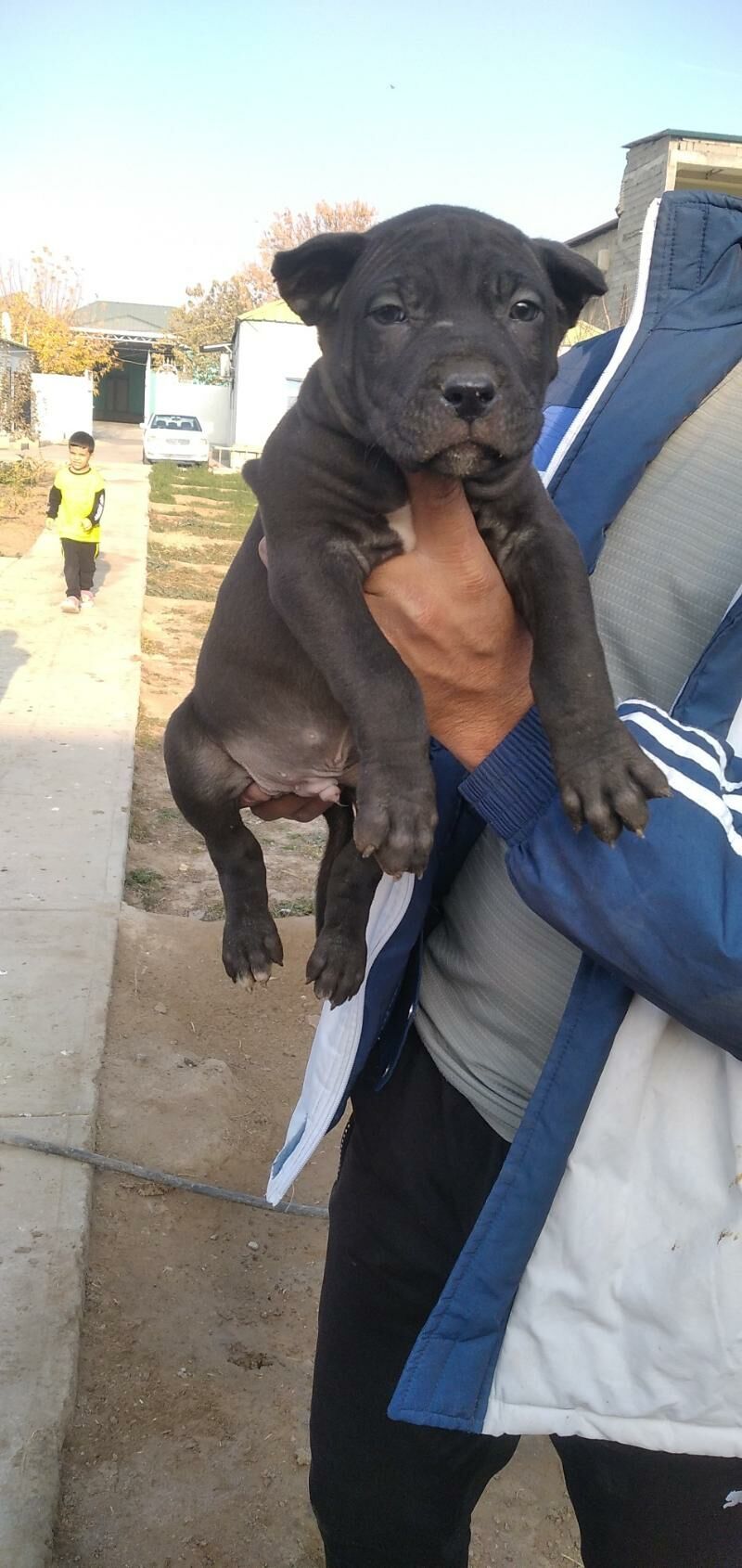 pitbul it - Ашхабад - img 5