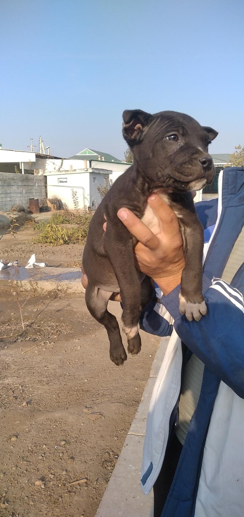 pitbul it - Ашхабад - img 3