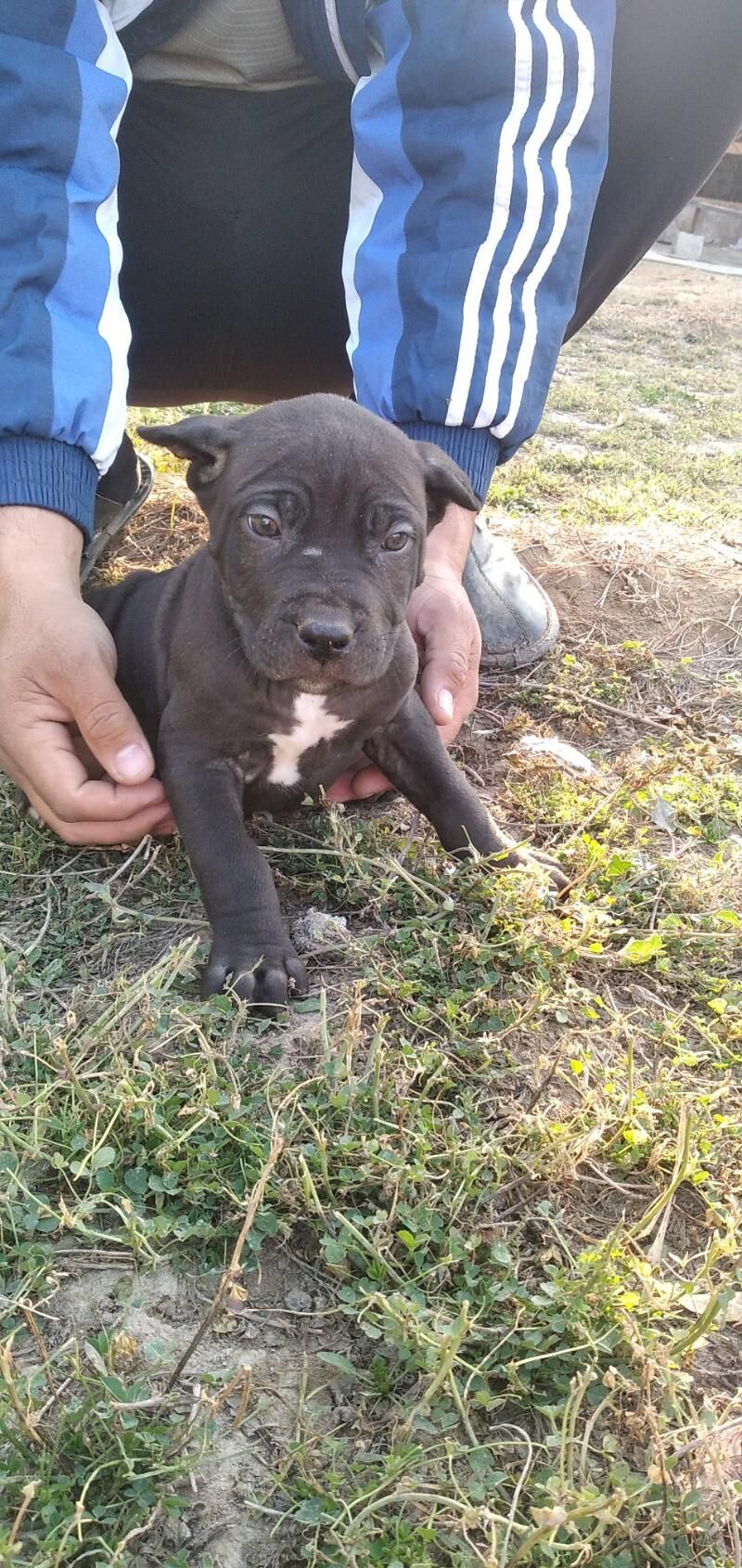 pitbul it - Ашхабад - img 6