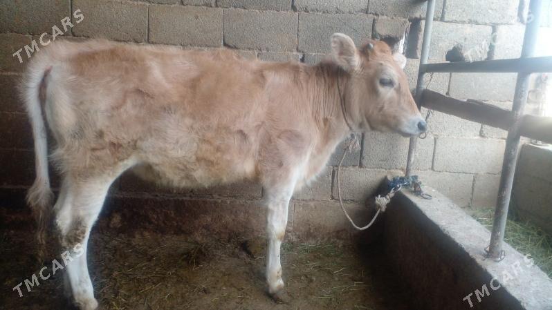 tuwe - Bagyr - img 2