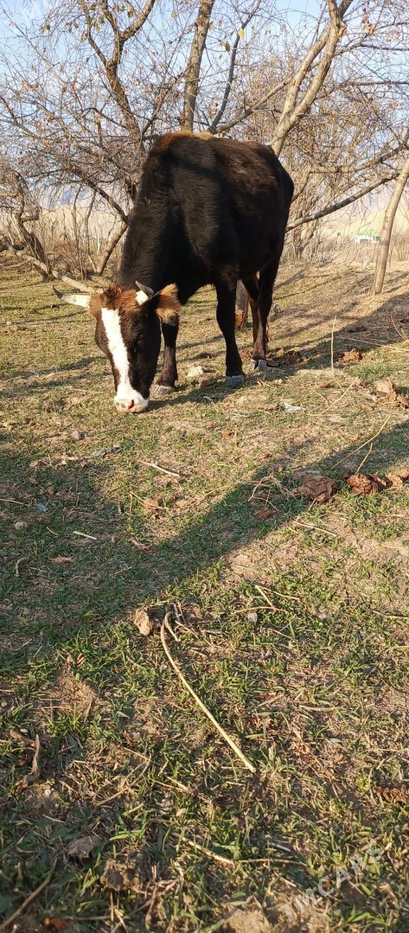 Sygyr - Гызыларбат - img 1