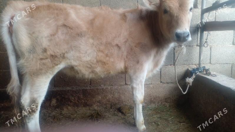 tuwe - Bagyr - img 3