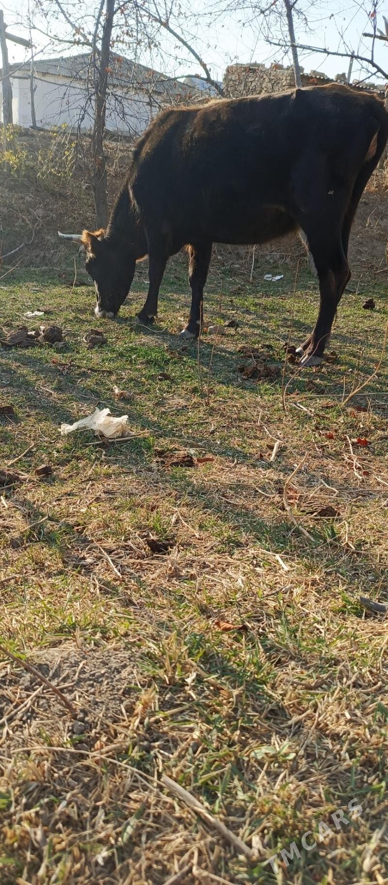 Sygyr - Гызыларбат - img 4