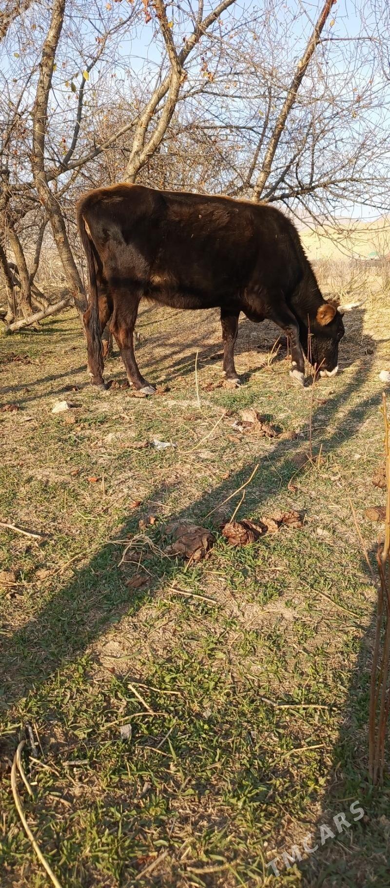 Sygyr - Гызыларбат - img 6