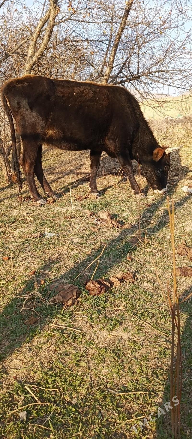 Sygyr - Гызыларбат - img 5