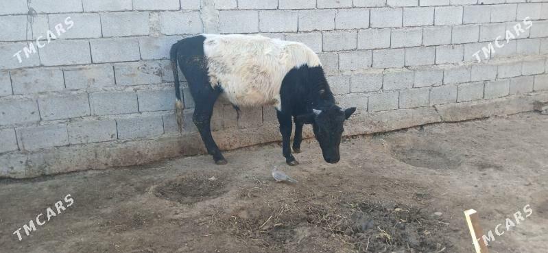 gole - Бузмеин - img 4