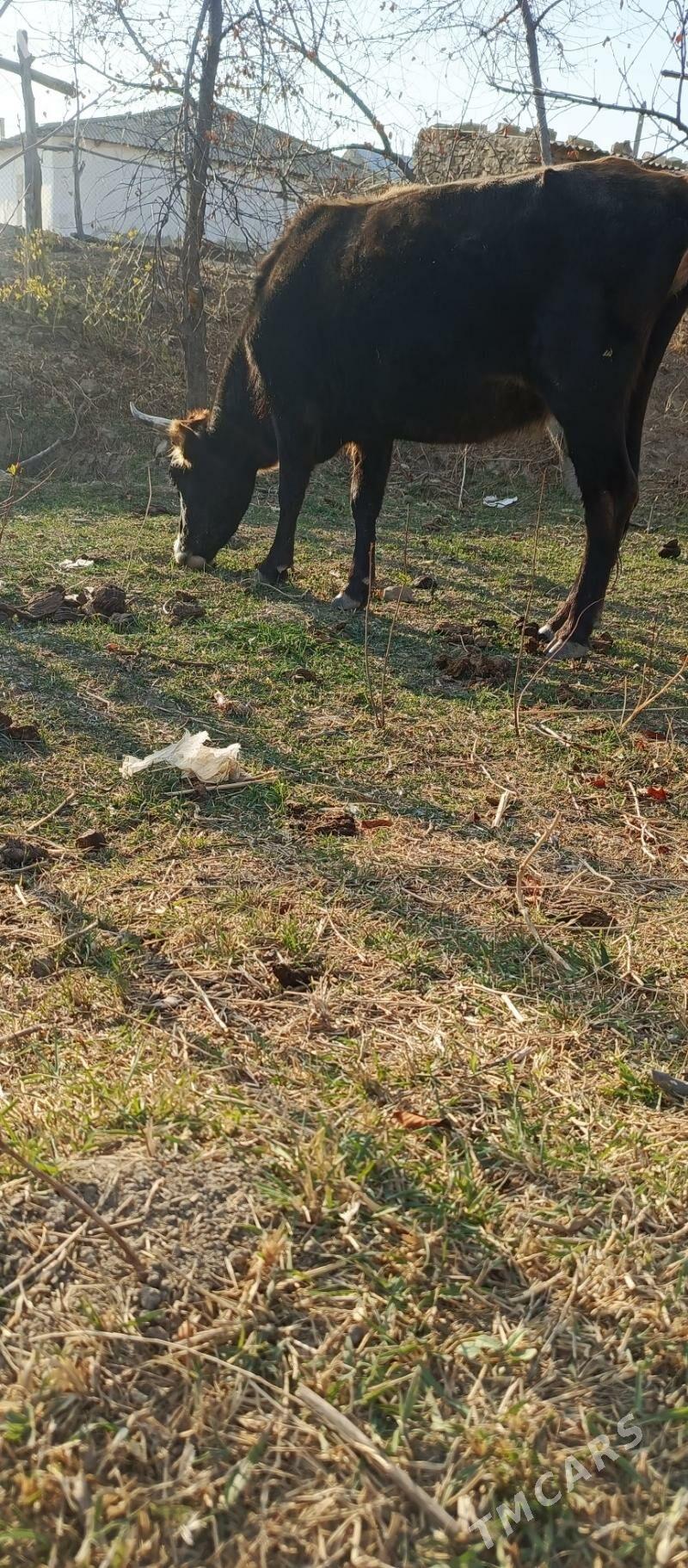 Sygyr - Гызыларбат - img 3