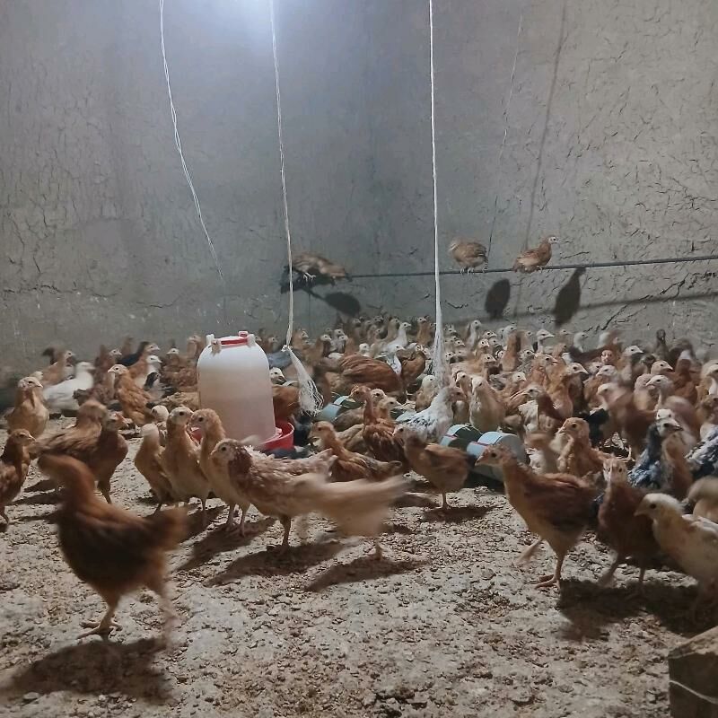 towuk juyje juje - Гёкдепе - img 1