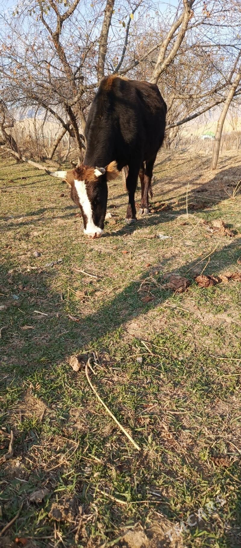 Sygyr - Гызыларбат - img 2