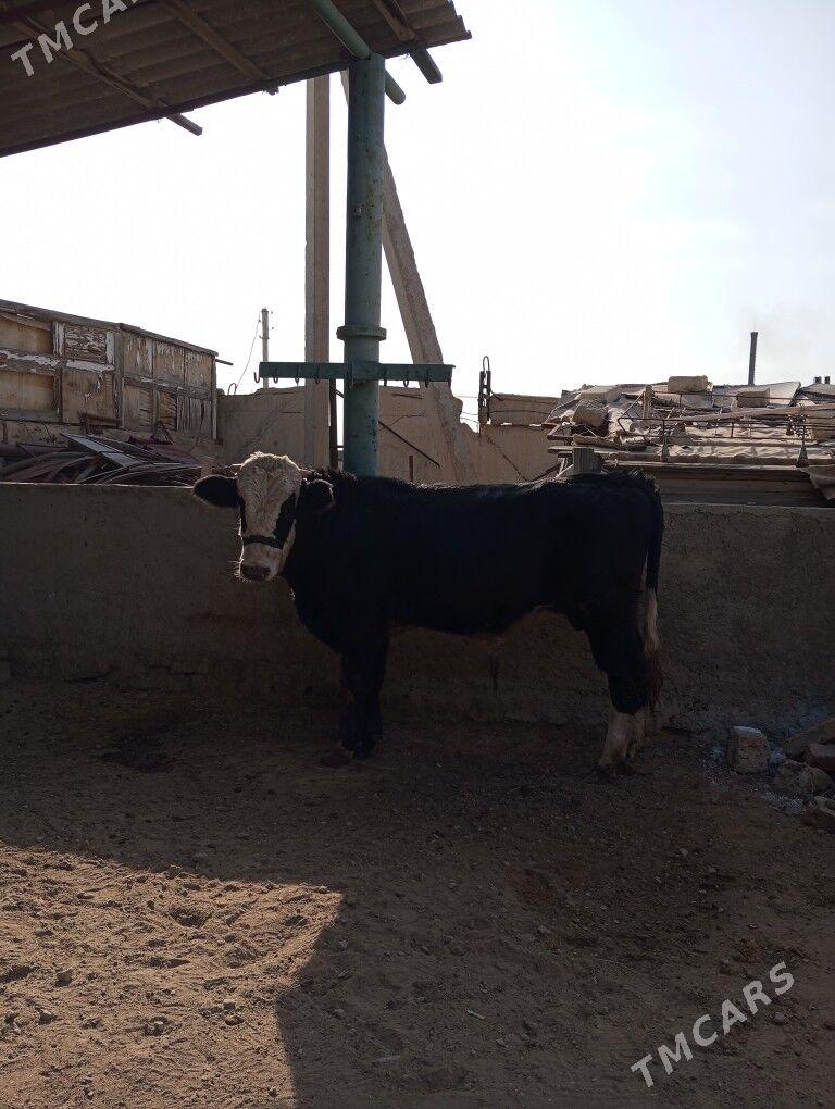 okuz - Балканабат - img 1