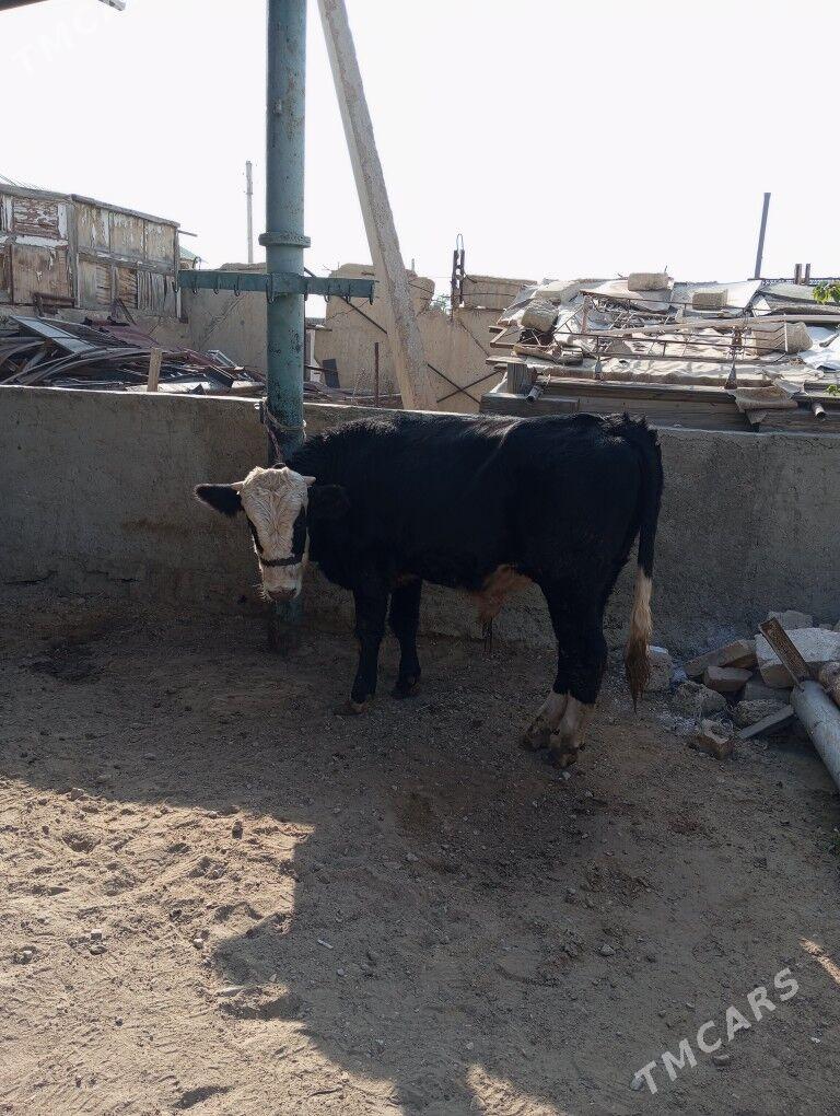 okuz - Балканабат - img 7