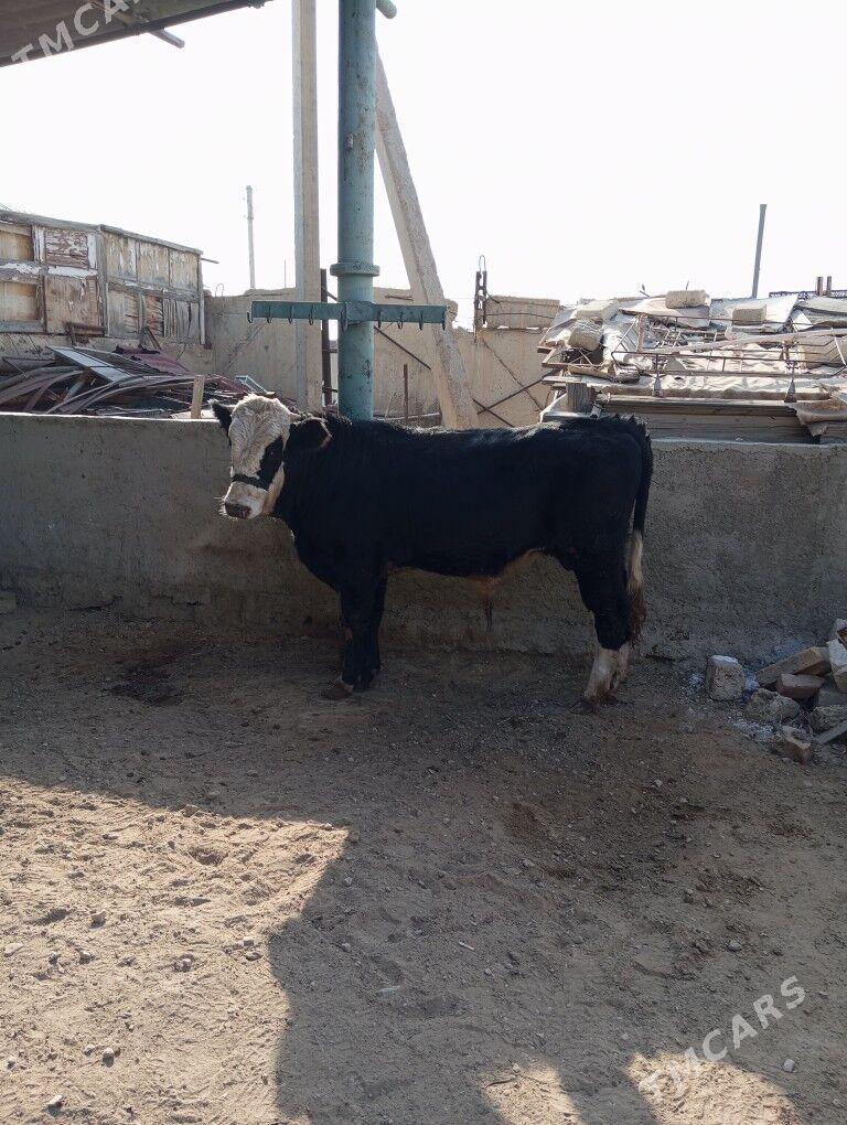 okuz - Балканабат - img 8