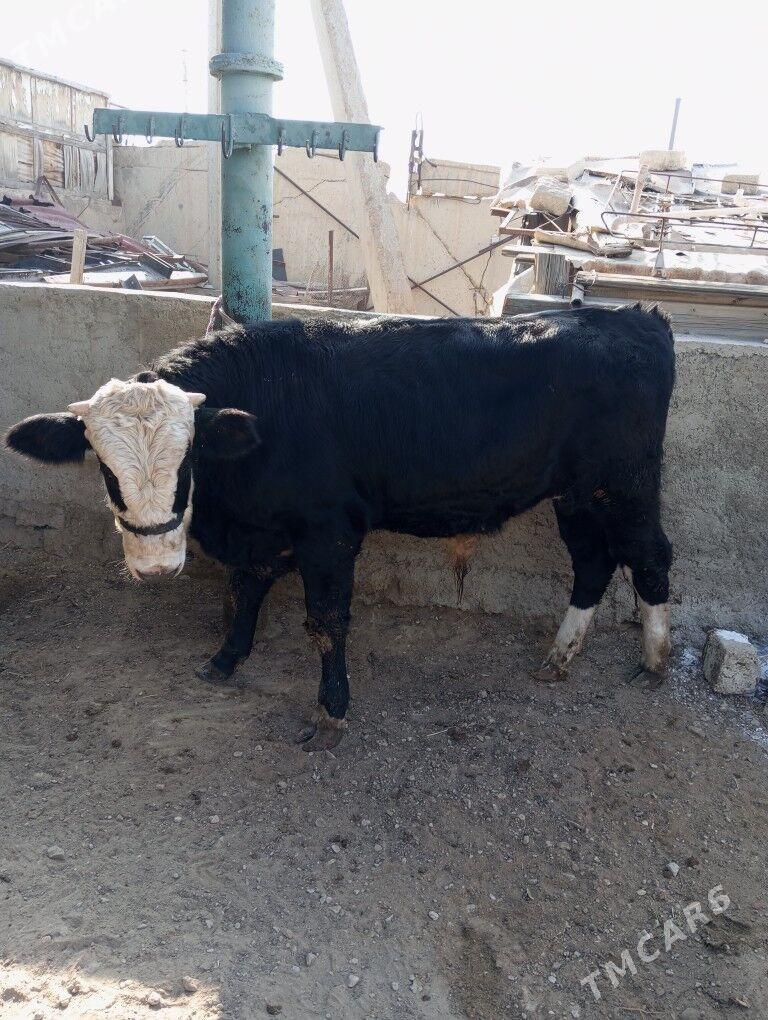 okuz - Балканабат - img 6